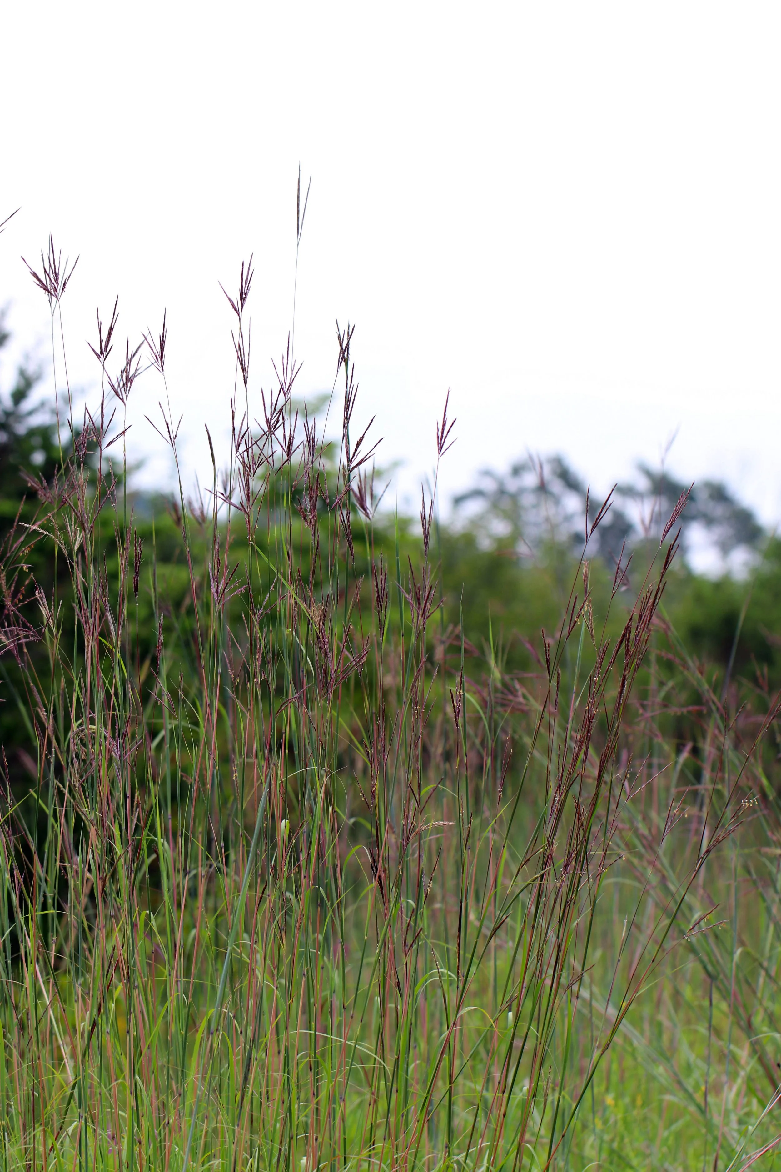 Big Bluestem.JPEG