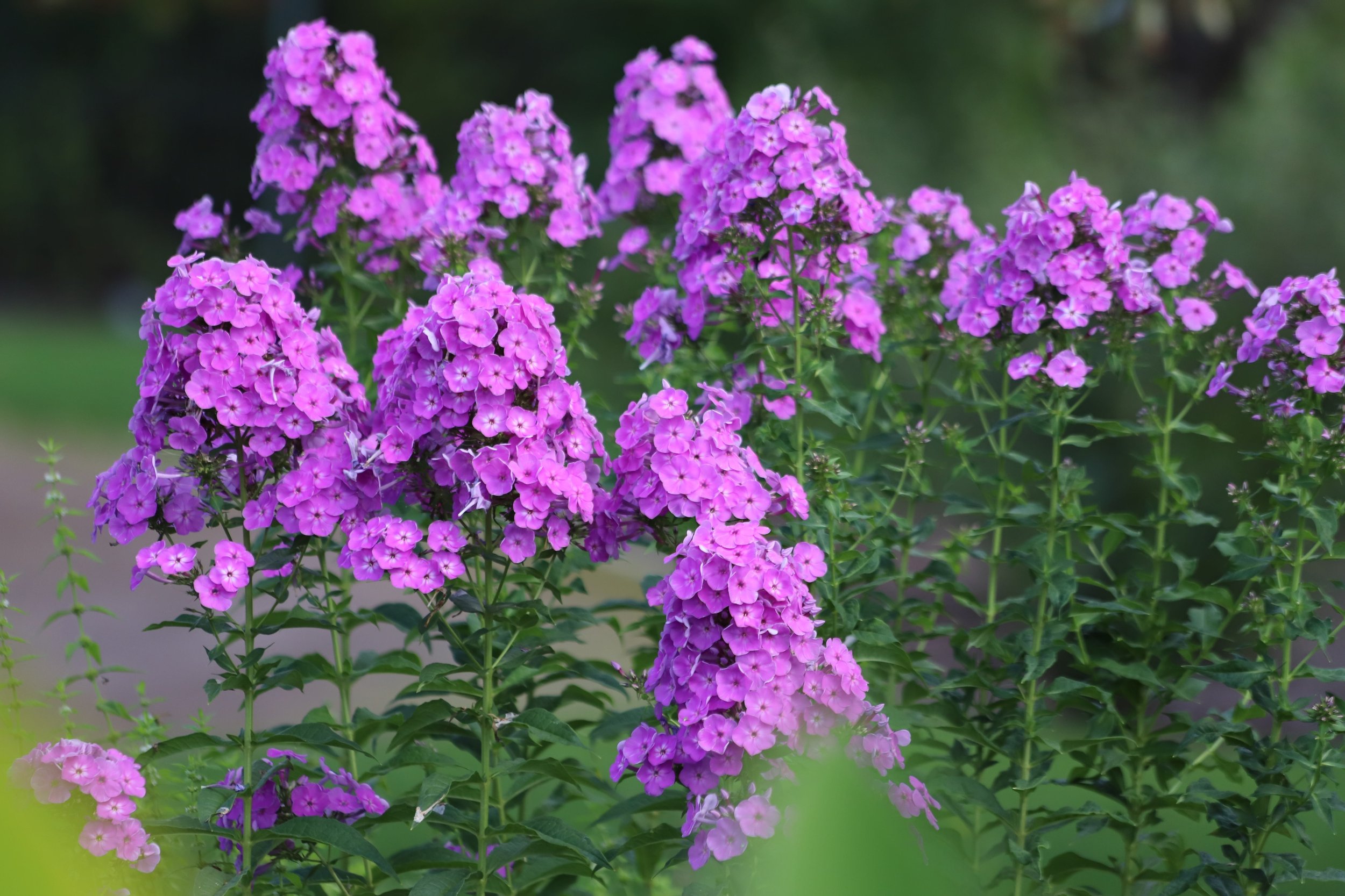 Garden Phlox (Phlox paniculata ‘Jeana’)