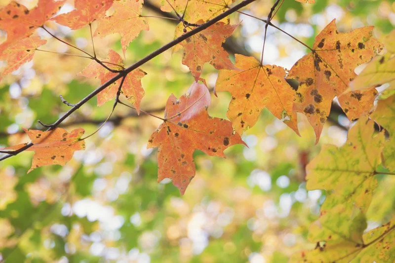 6 Ways To Make the Most of Fall Leaves