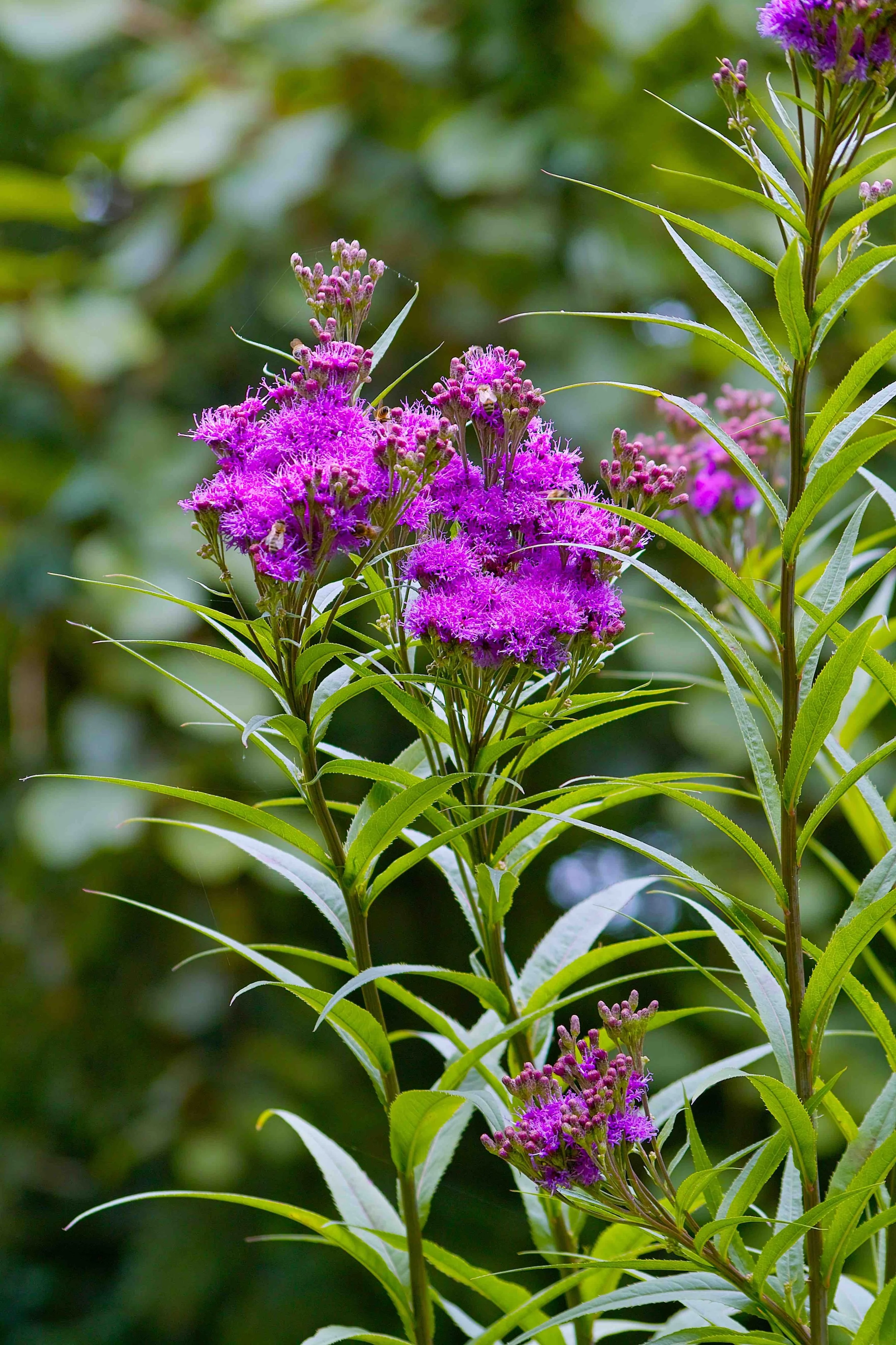 Common Ironweed (Vernonia fasciculata)