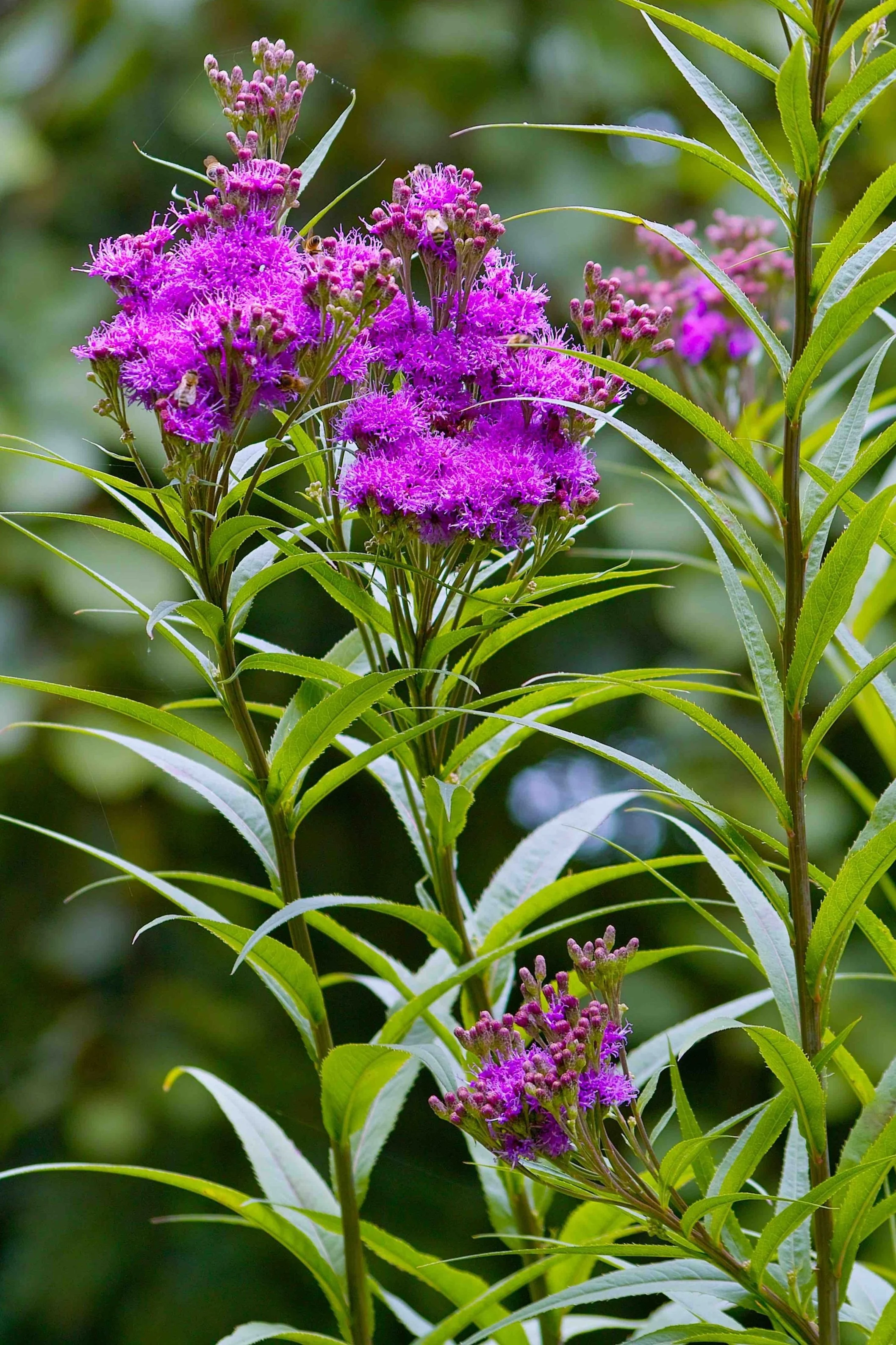 Vernonia_Small.jpg