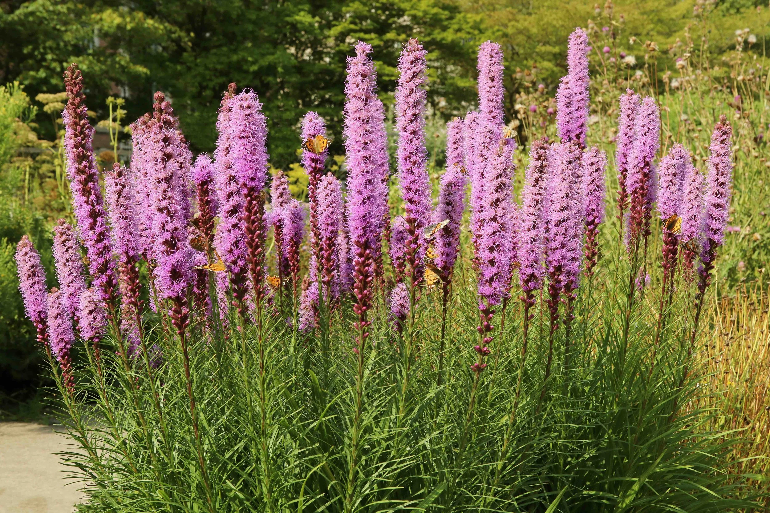 Blazing Star or Gayfeather (Liatris spicata)