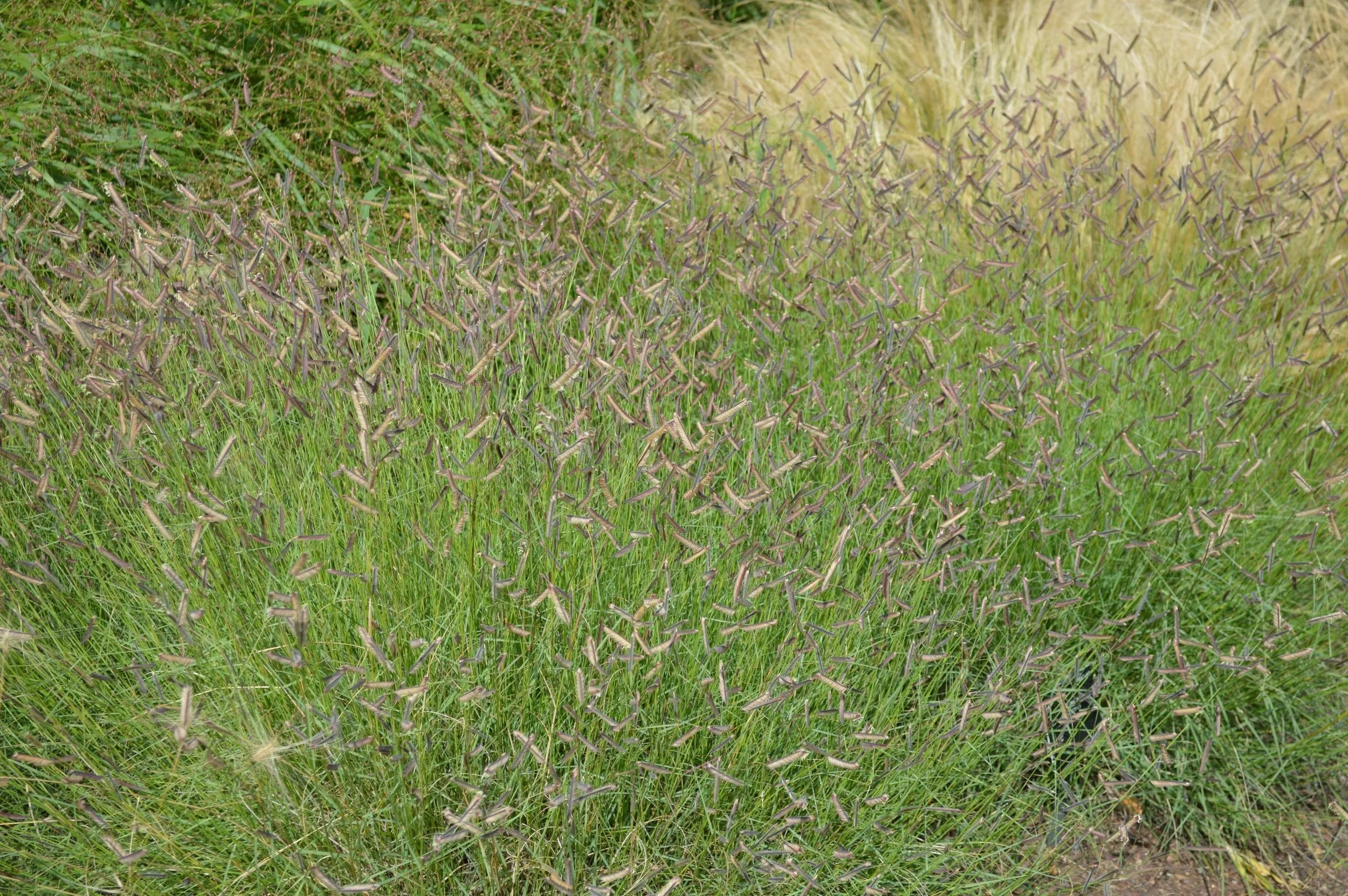 Blue Grama Grass (Boutelua gracilis)