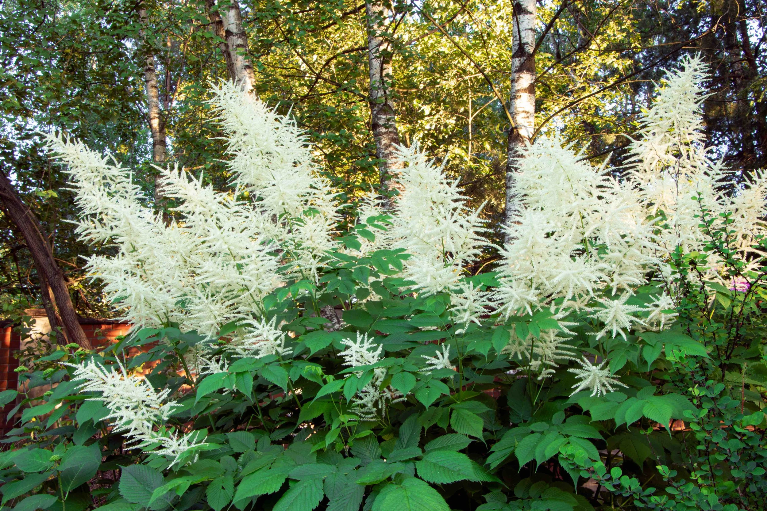 Goatsbeard (Aruncus dioicus)