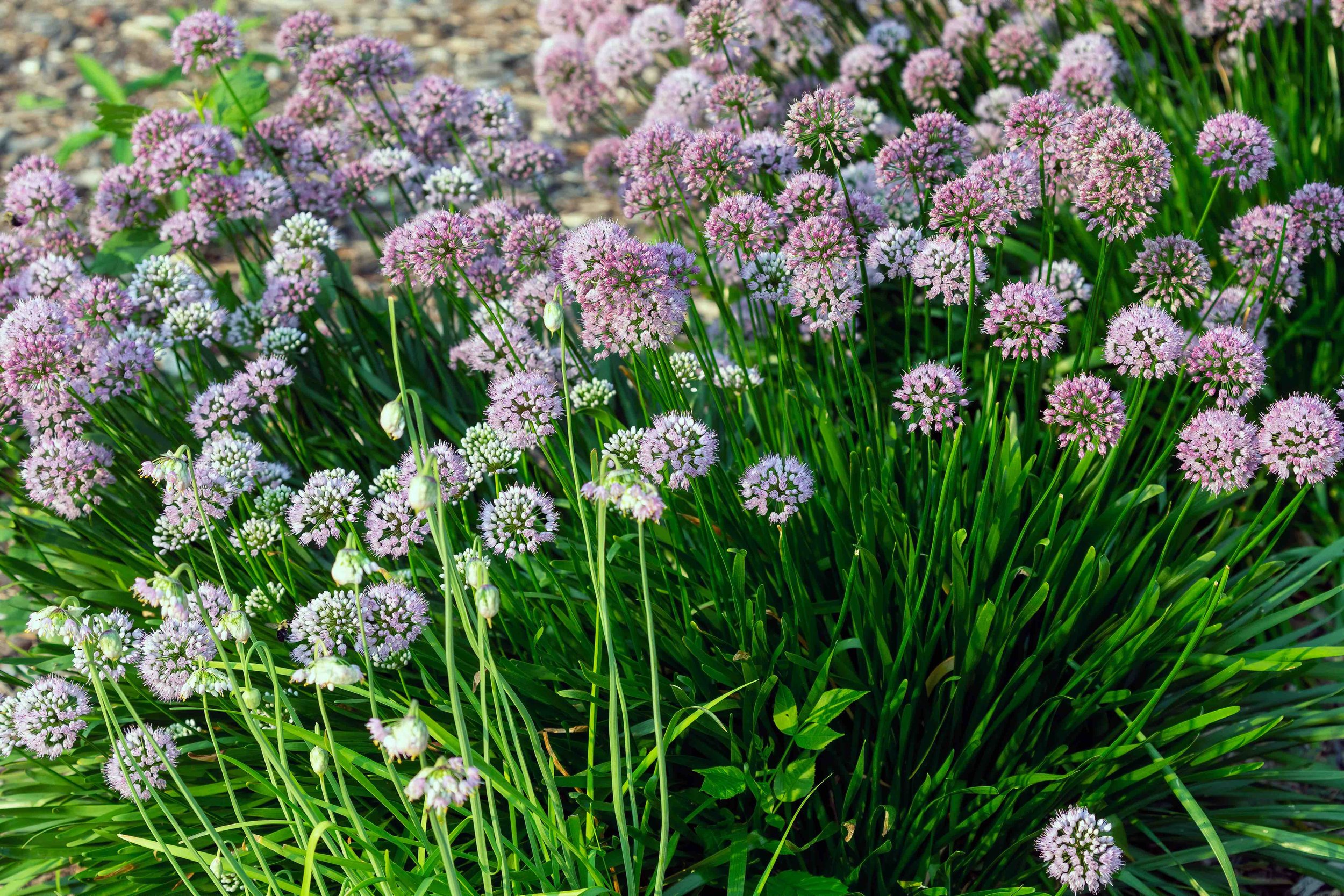 Allium_Small.jpg