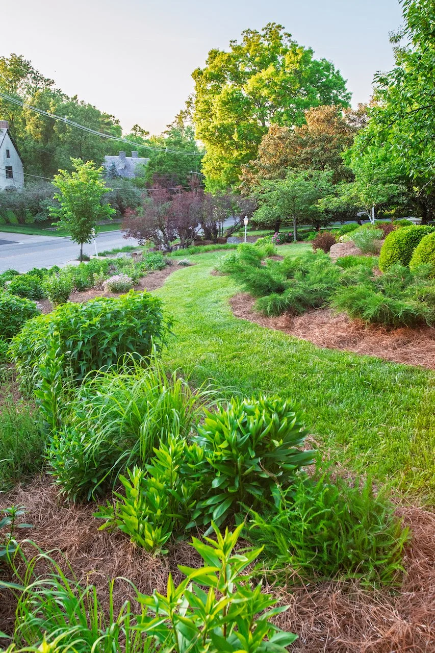 a front yard lawn conversion to native plant landscaping in Ohio