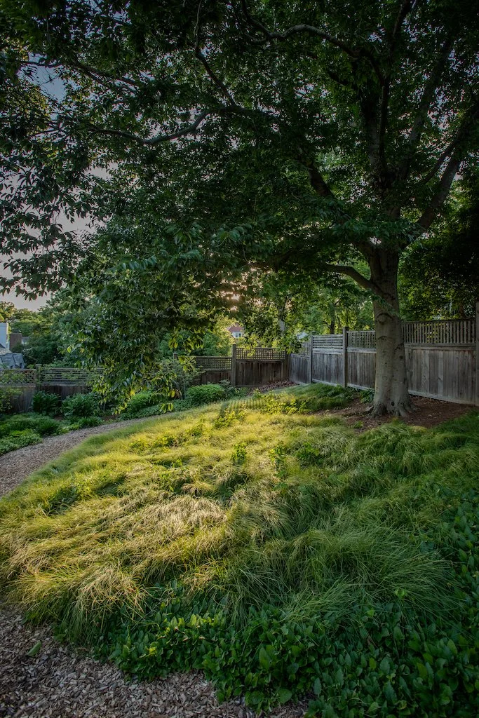carex5.jpg