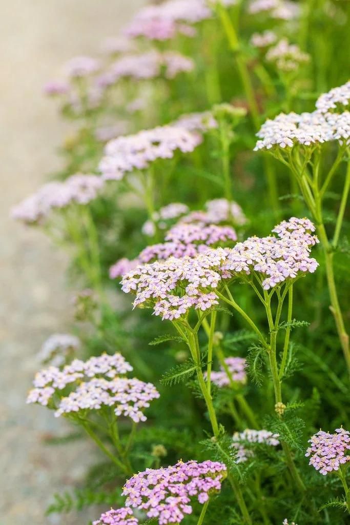 yarrow4.jpg