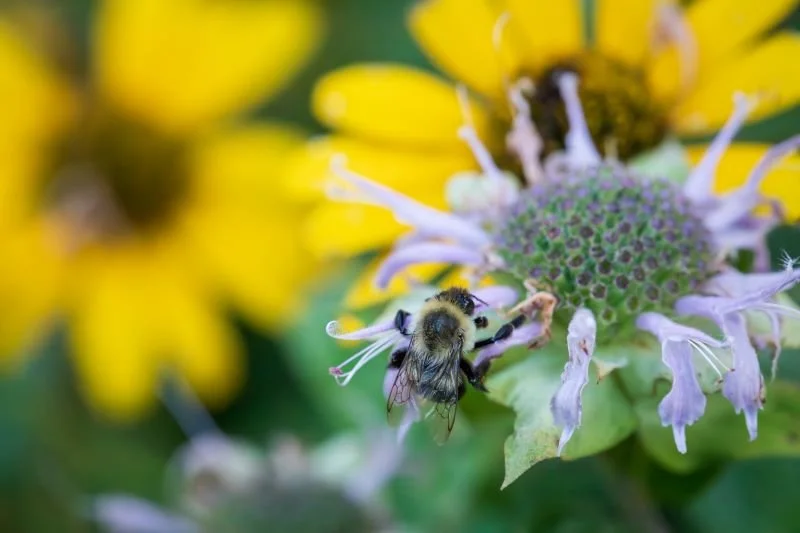 New Trends in Native Landscaping