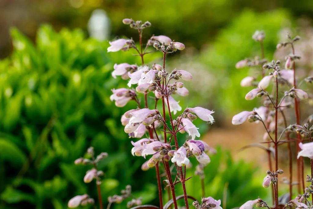 penstemon14.jpg