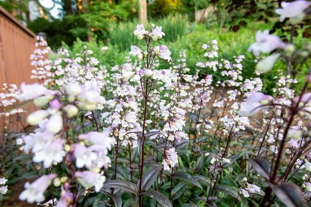 penstemon6.jpg