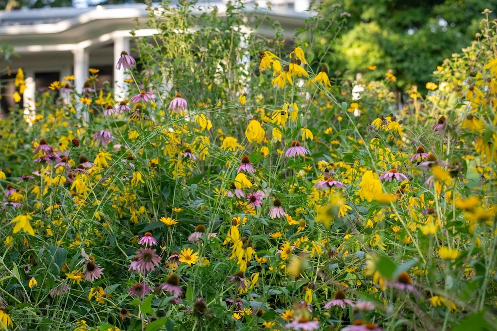 coneflower3.jpg