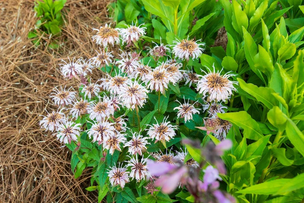 eastern beebalm4.jpg