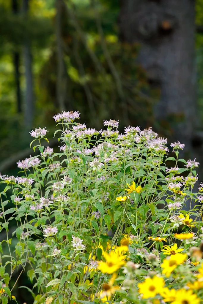 beebalm2.jpg