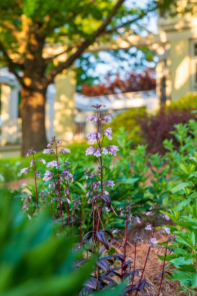 penstemon15.jpg