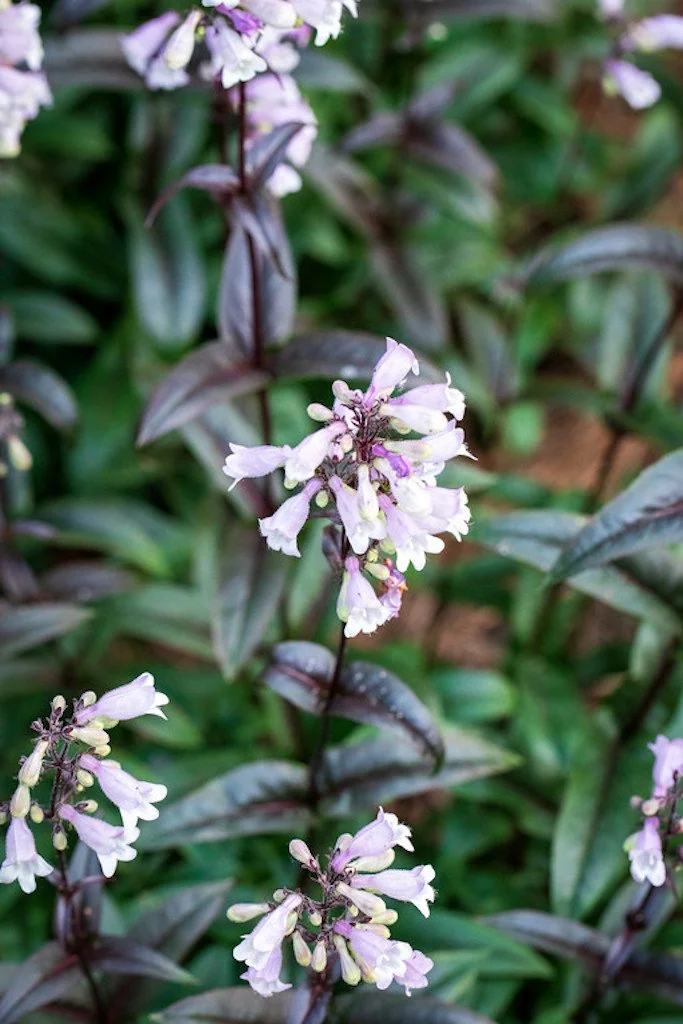 penstemon8.jpg