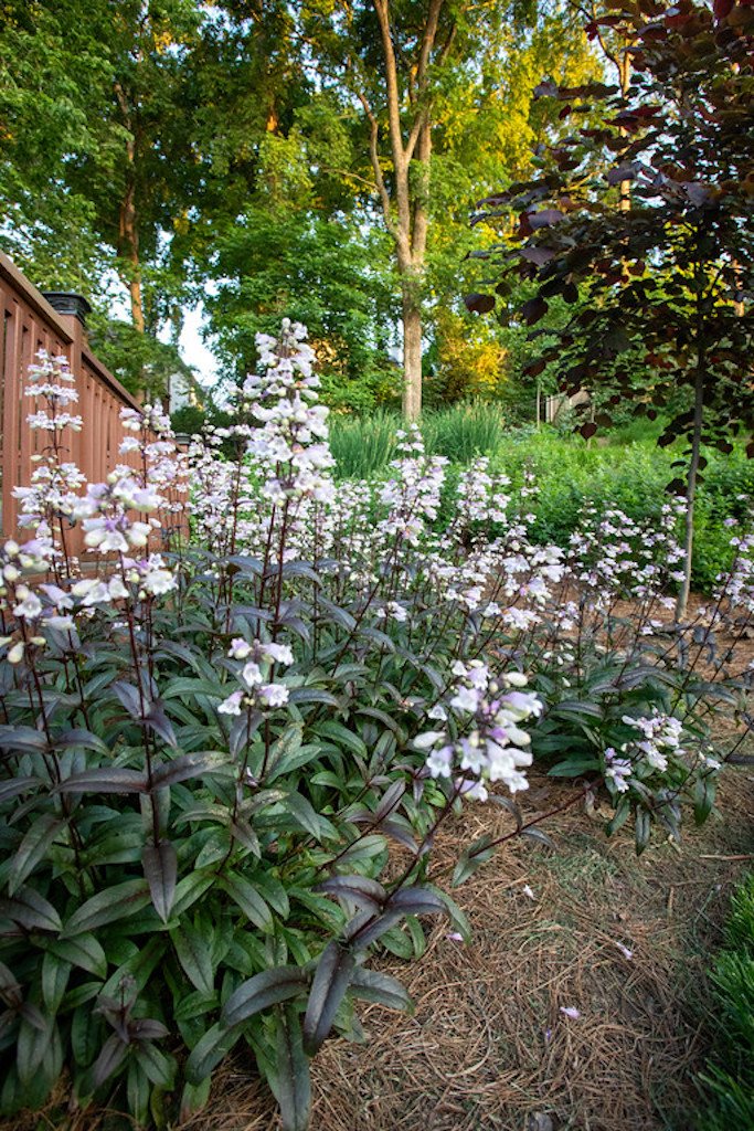 penstemon.jpg