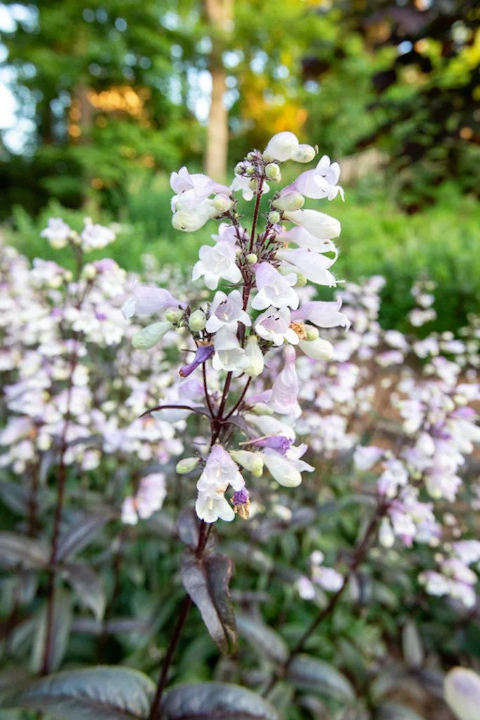 penstemon5.jpg