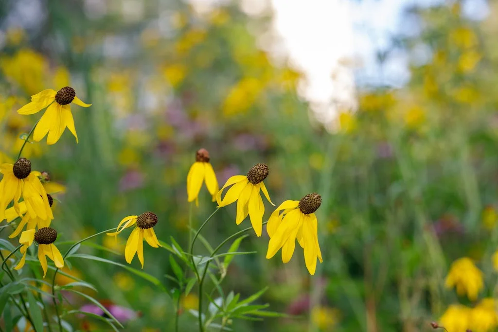 coneflower2.jpg