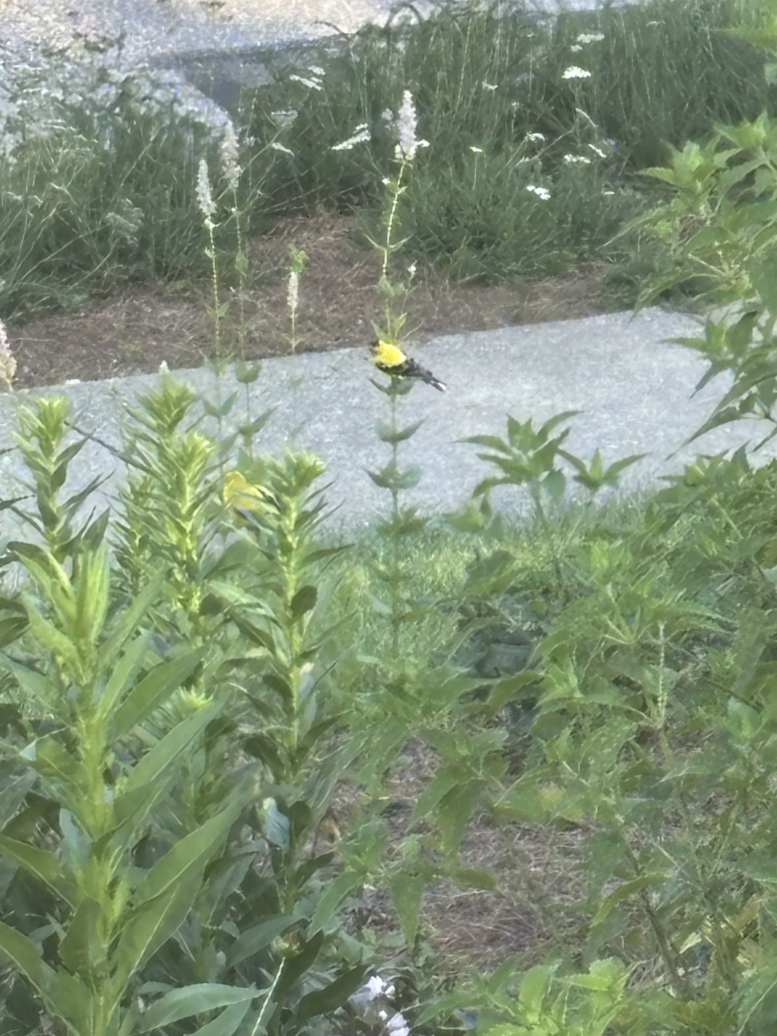 How to Attract More Birds to Your Yard