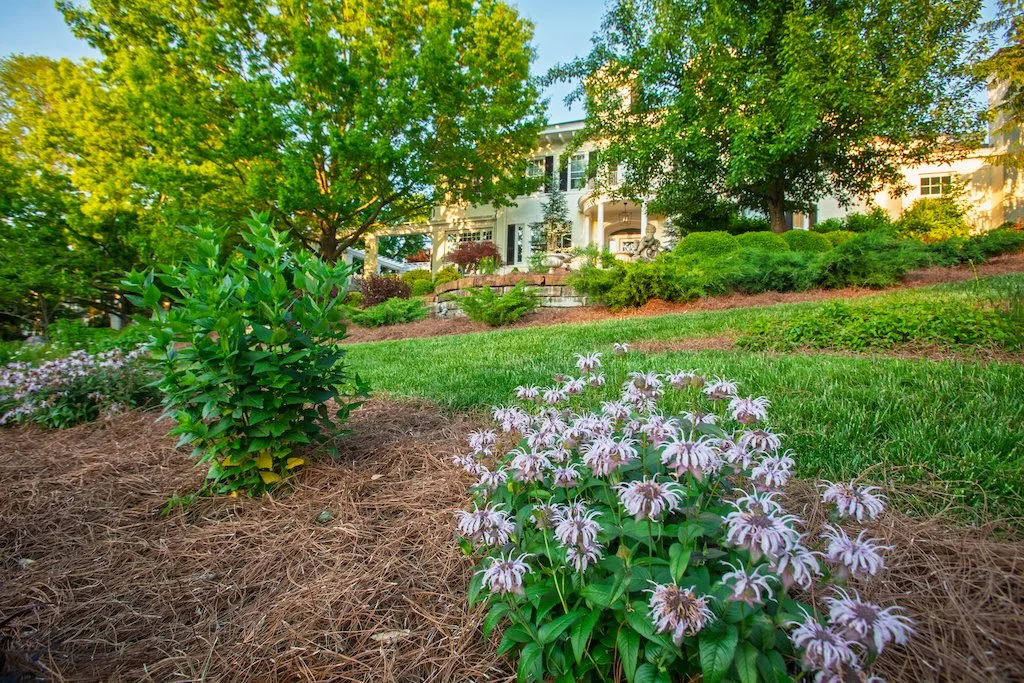 eastern beebalm6.jpg