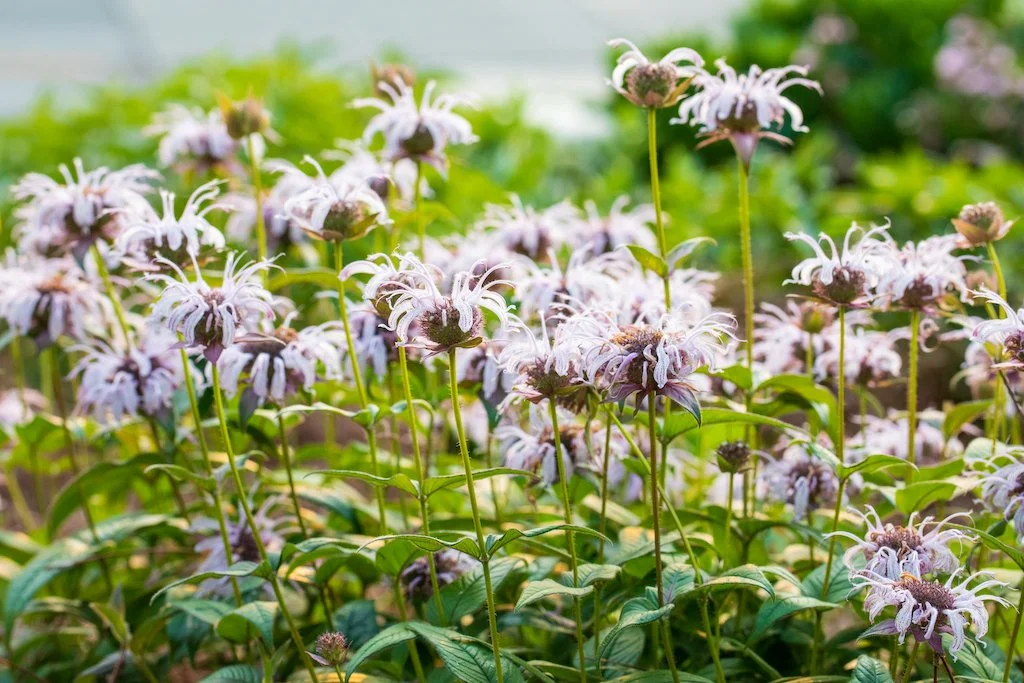 eastern beebalm8.jpg