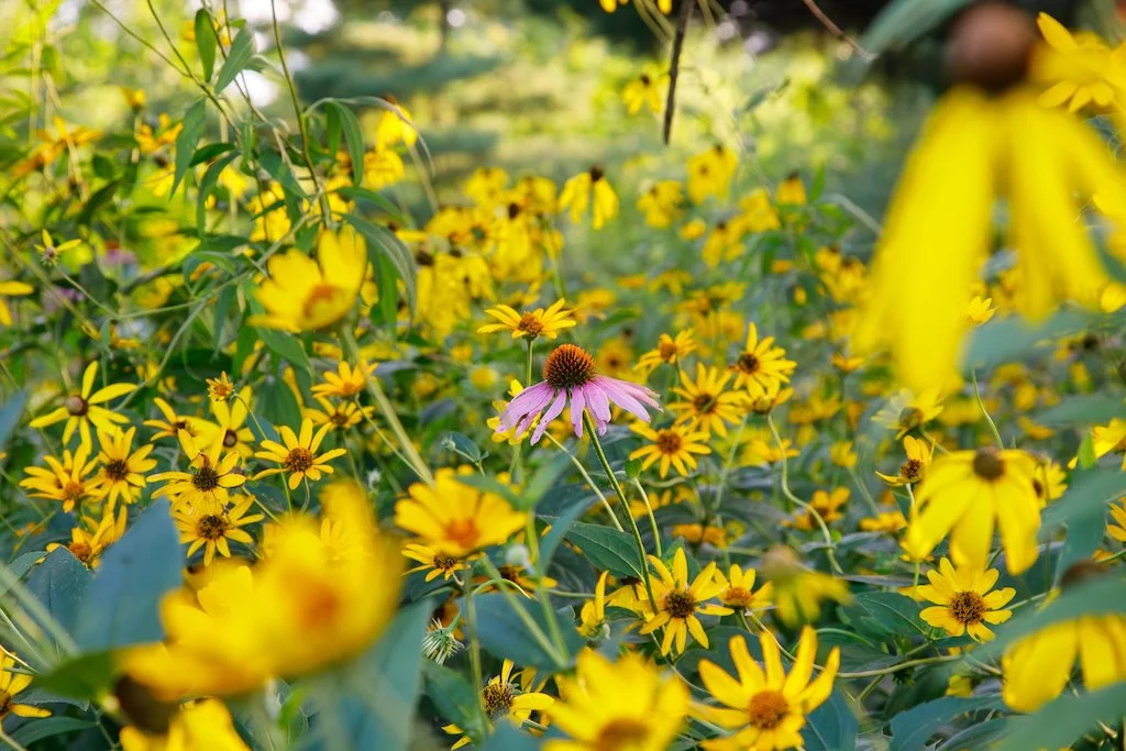 narrow leafed sunflower.jpg