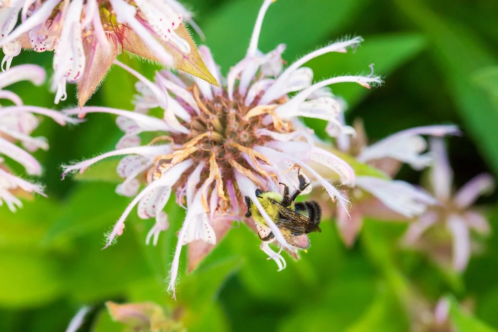 eastern beebalm.jpg