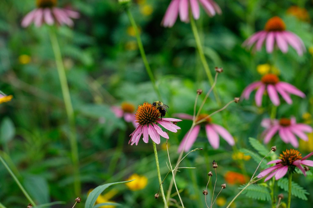 Ohio native plant echinacea with a bumblee gathering nectar