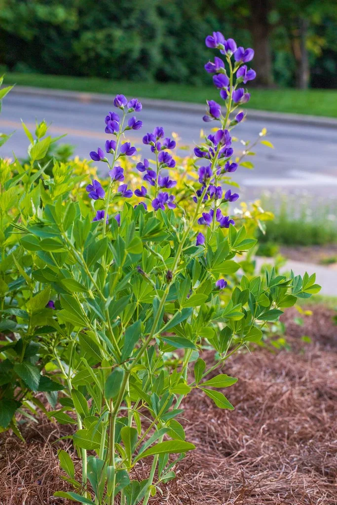 baptisia.jpg