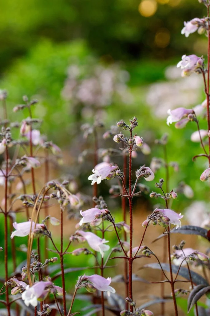 penstemon13.jpg