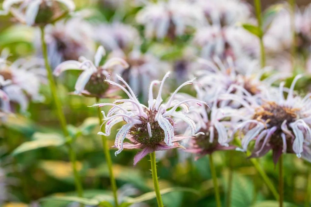 eastern beebalm7.jpg