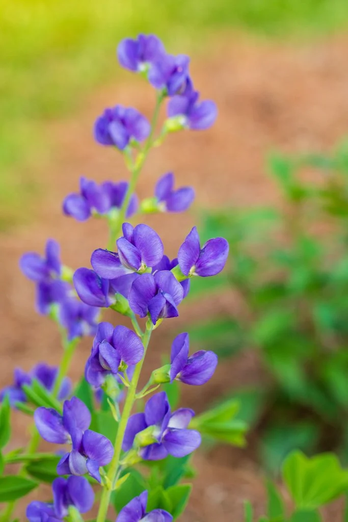 baptisia4.jpg