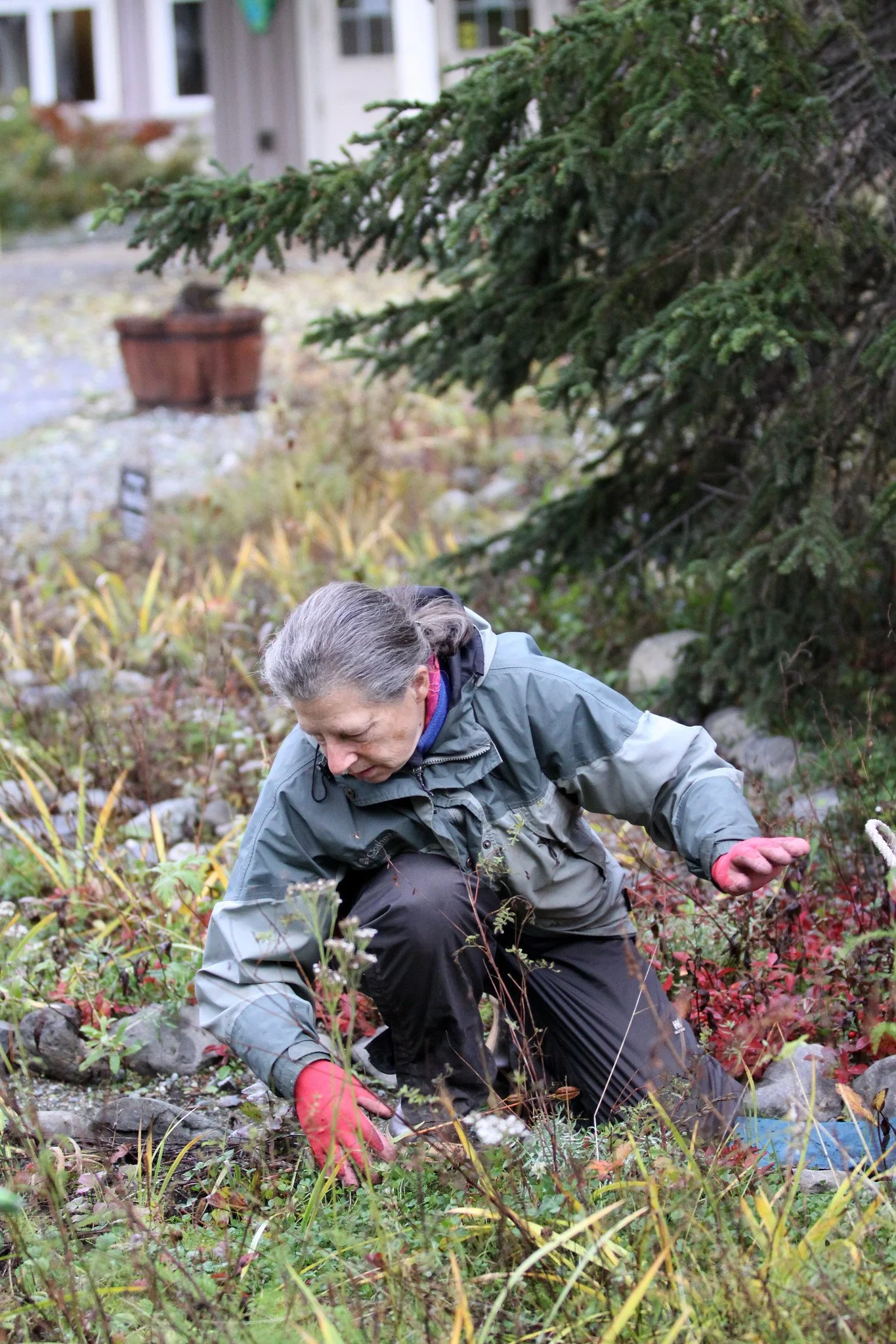 pulling weeds in the garden