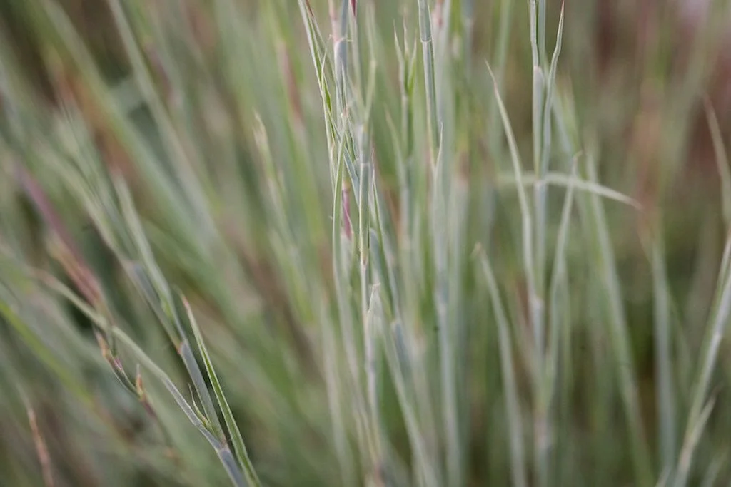 bluestem.jpg