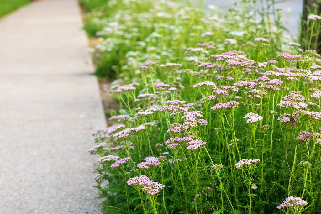 yarrow.jpg