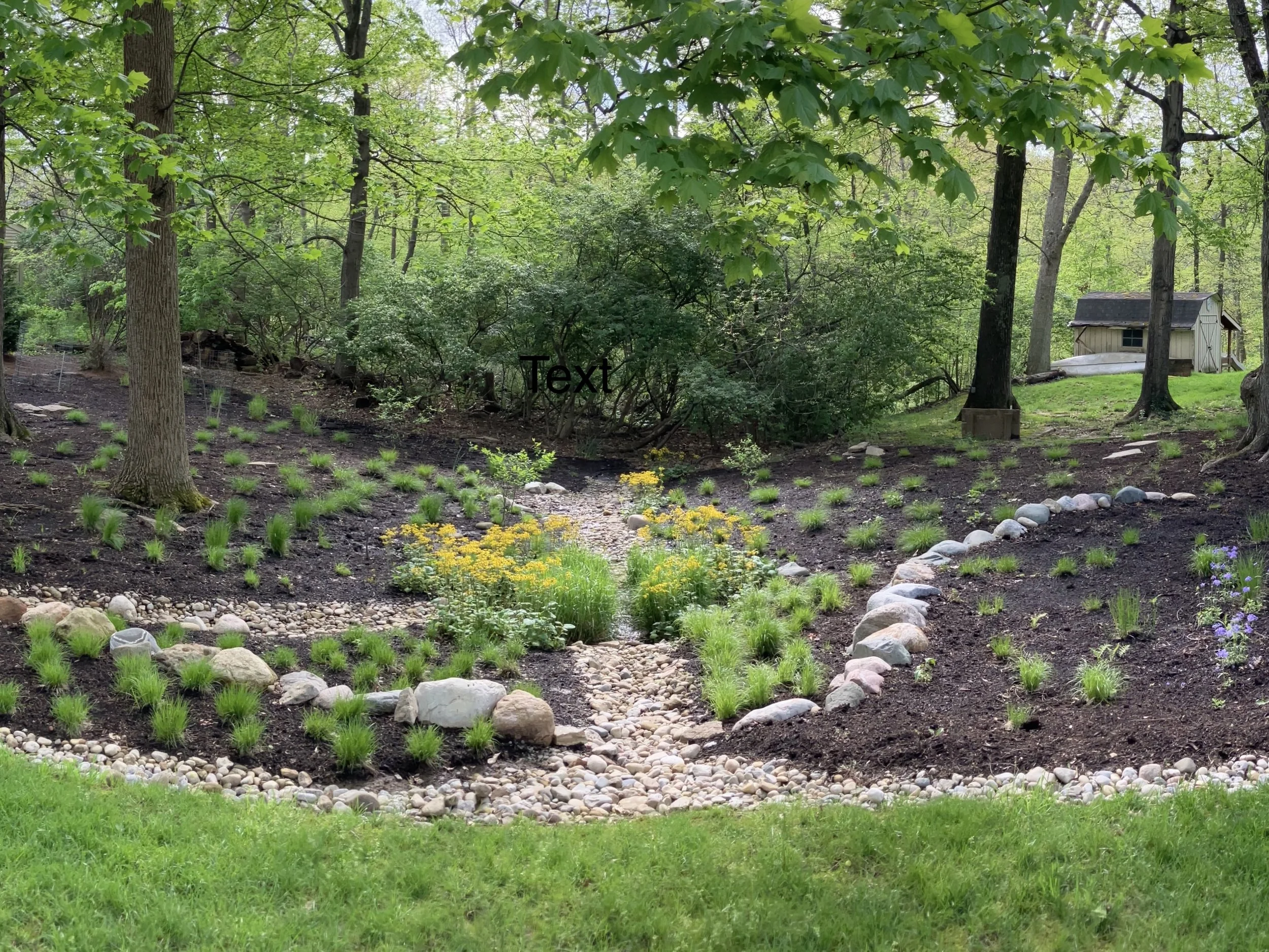 native plant rain garden in Cincinnati
