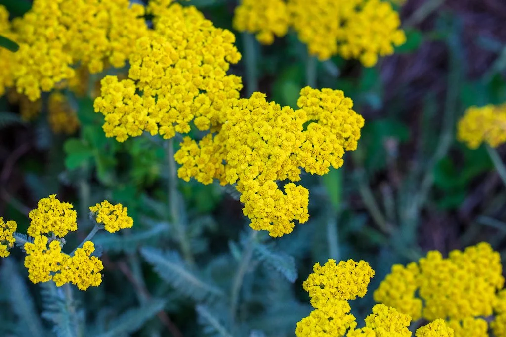 yarrow2.jpg