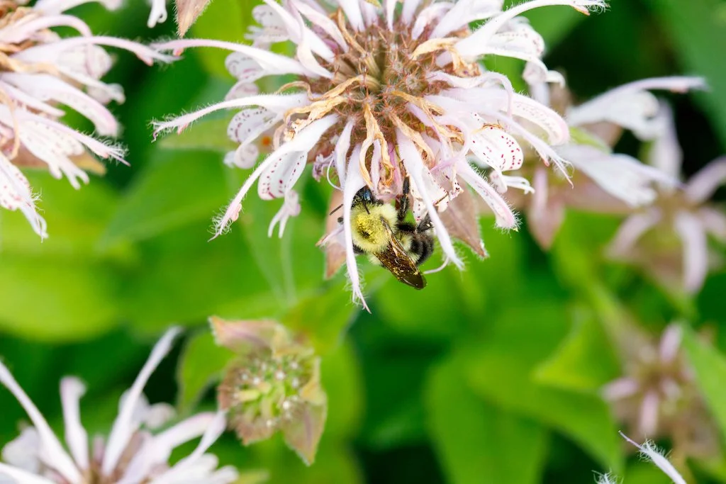 eastern beebalm2.jpg