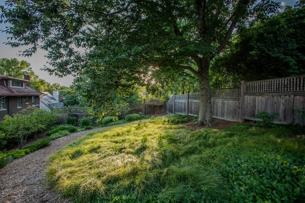 carex4.jpg