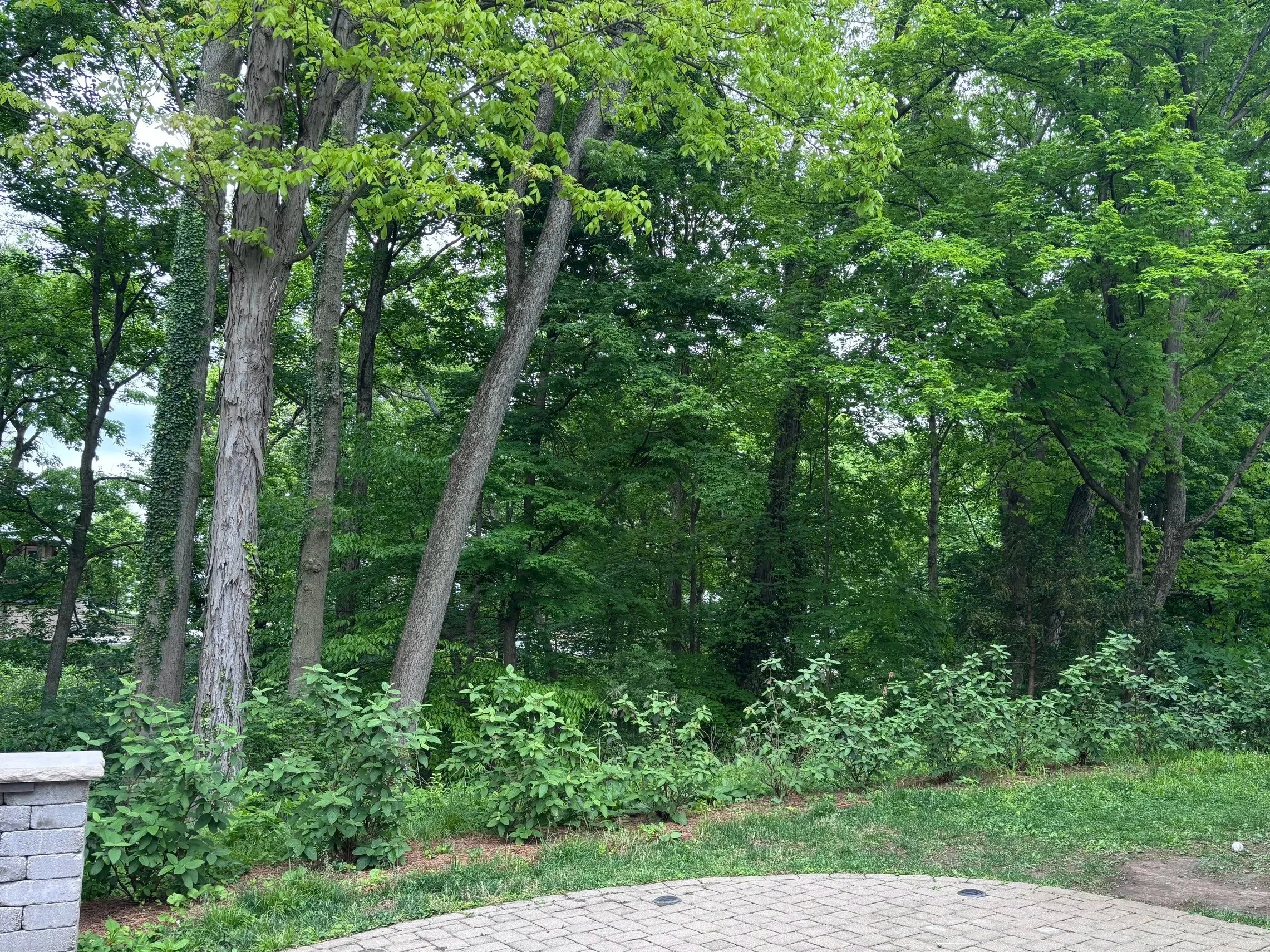 What To Do About That Mess of Honeysuckle In Your Yard