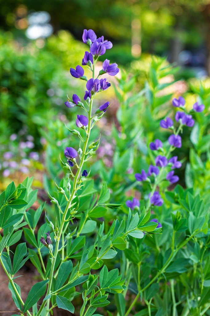 baptisia3.jpg