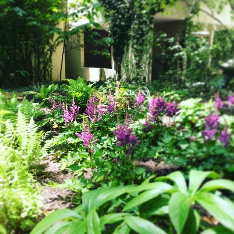 An Our Land Organics native landscape design and installation in Hyde Park
