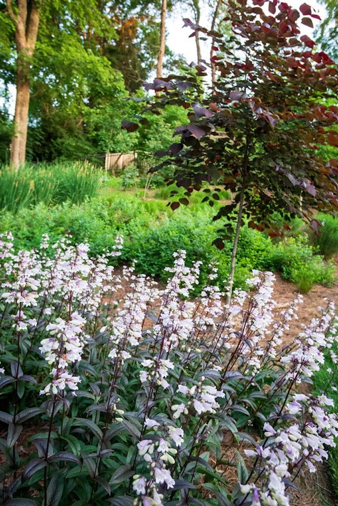 penstemon9.jpg