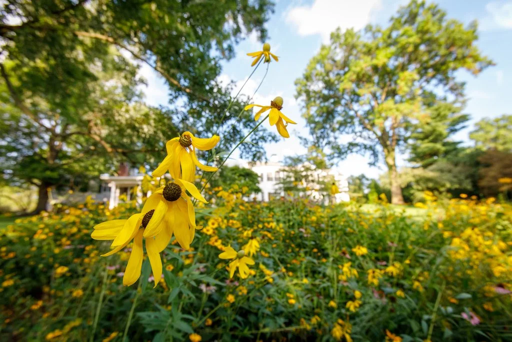 grey headed coneflower.jpg