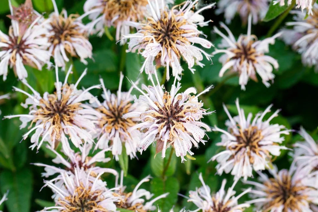 eastern beebalm3.jpg