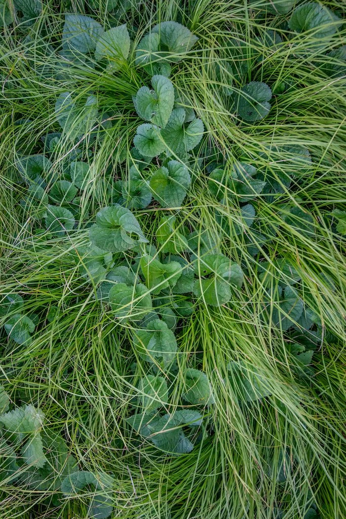 carex8.jpg