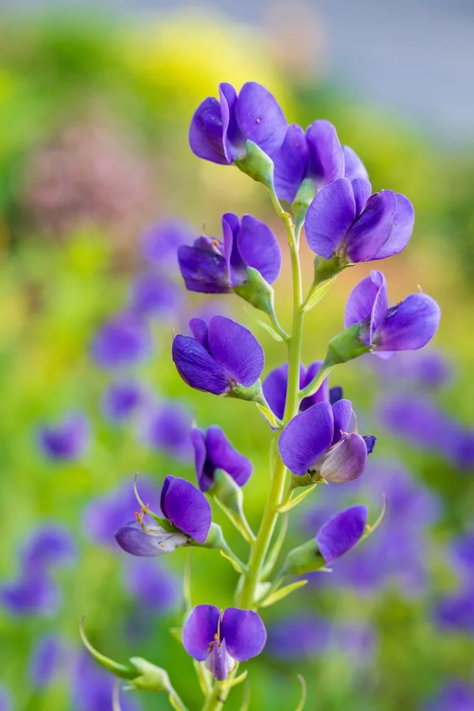 baptisia2.jpg
