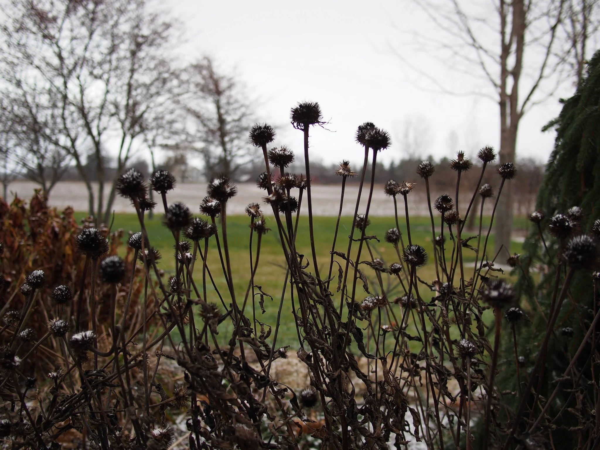 echinacea seedheads in the fall