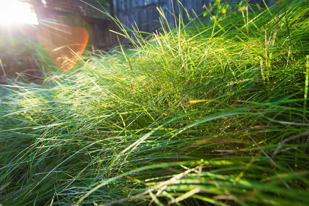 carex3.jpg